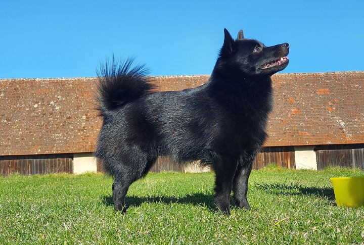 Schipperke