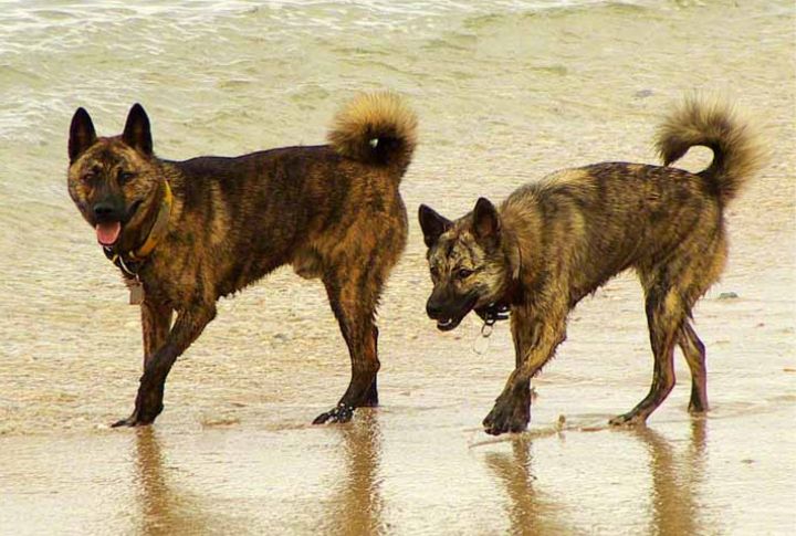 Ryukyu Inu