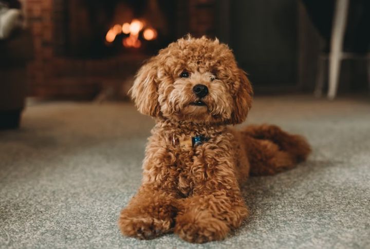 Poodle