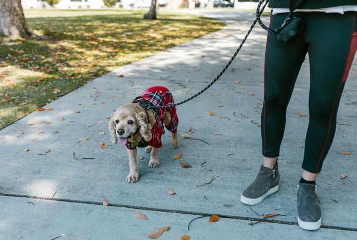 “How Frequently Will You Walk, Feed, And Play With My Dog?