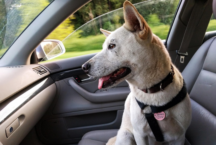 Train Your Pup To Hold Position While Traveling