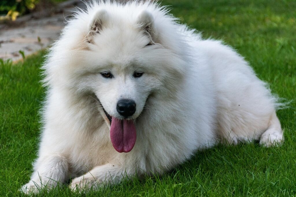 samoyed, dog, pet, canine, animal, lying, fur, snout, mammal, dog portrait, animal world, grass, nature, samoyed, samoyed, samoyed, samoyed, samoyed