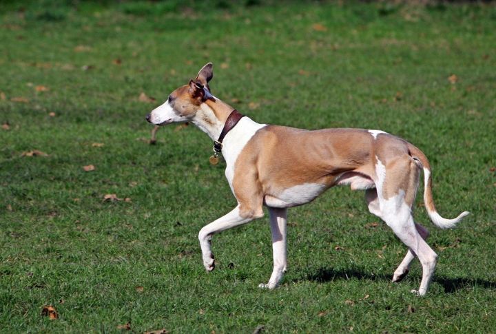 Graceful Yet Playful