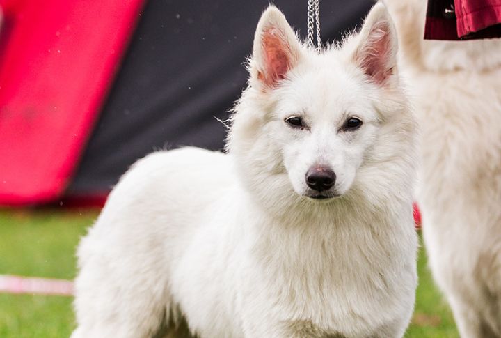 Danish Spitz