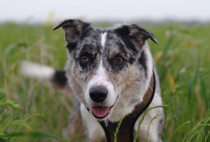 Koolies Mastered Silent Eye Herding Techniques