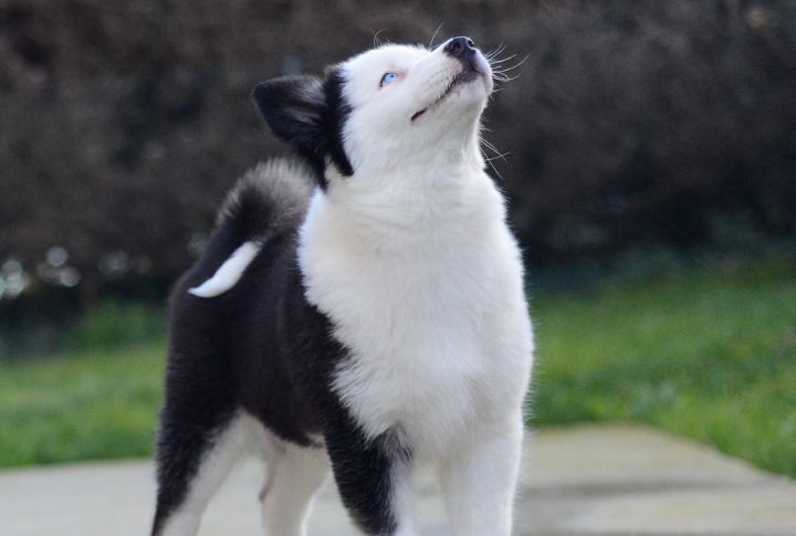 Born To Howl, Not Bark