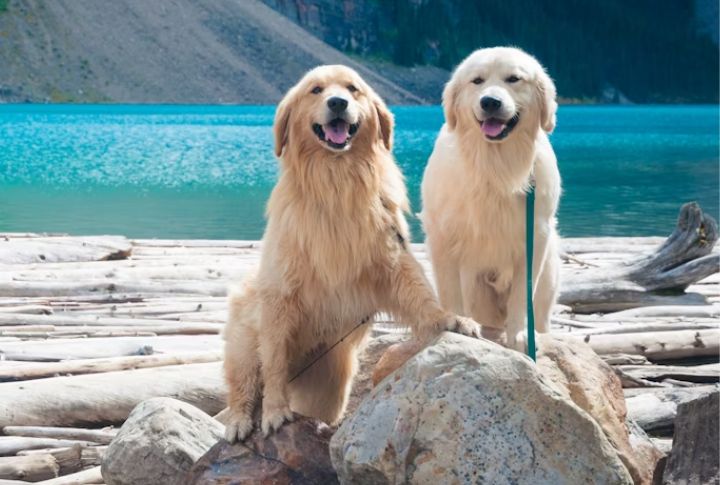 Golden Retrievers