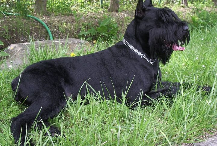 Giant Schnauzer