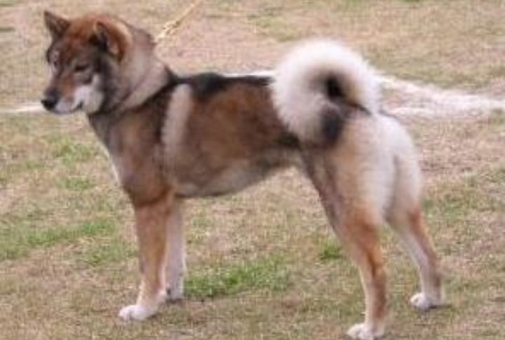 Brush Their Double Coat Weekly