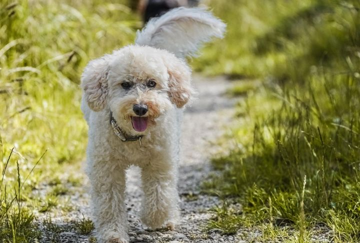 Poodle