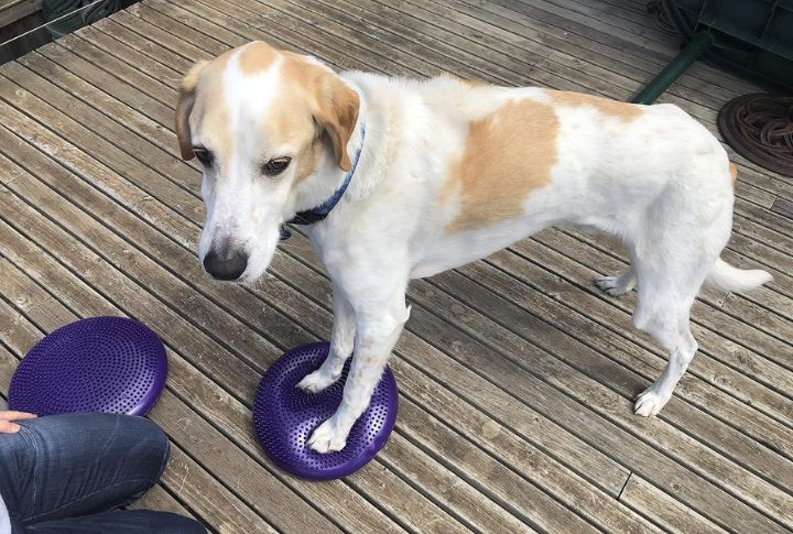 Wobble Discs