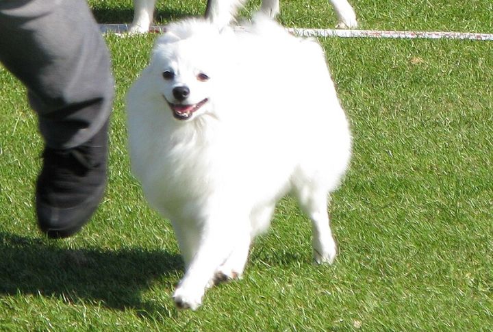 Recognition By The AKC In 2006