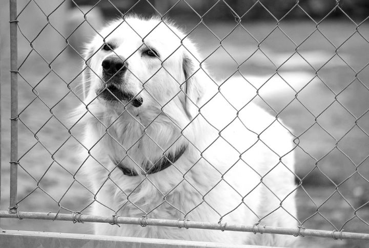 Fearless Guardian Instincts