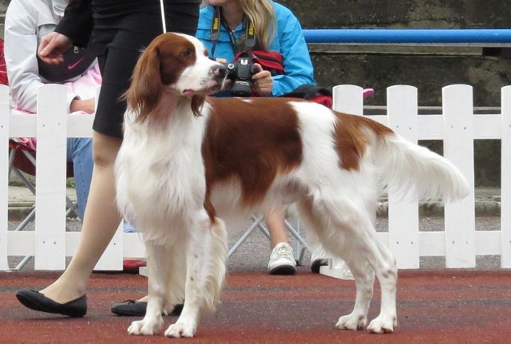 Irish Red And White Setter