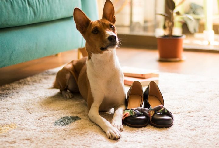 Basenji