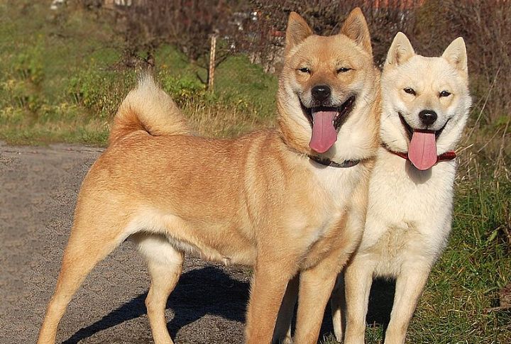 Hokkaido Inu