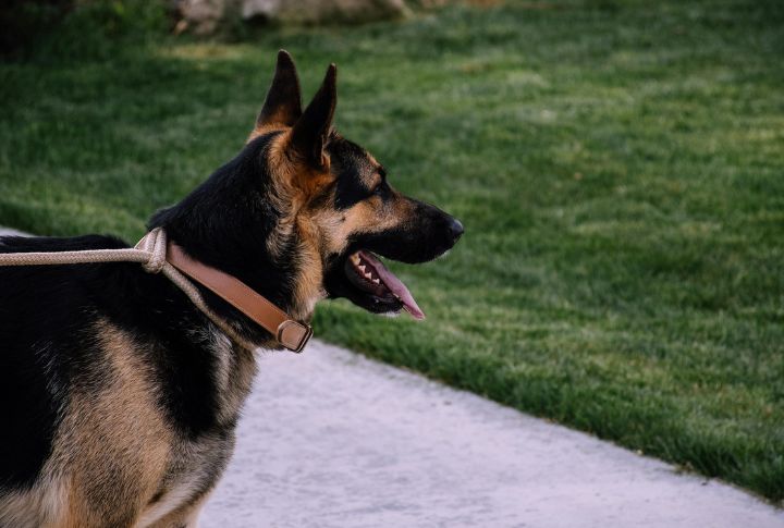 Reinforce Loose-Leash Walking To Stop Pulling