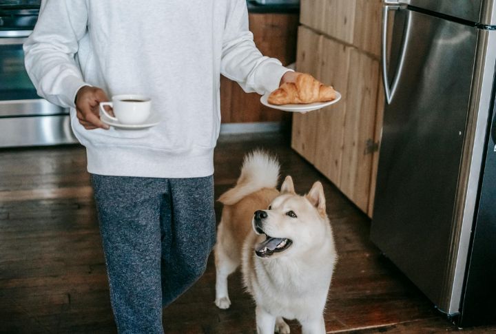 House Training Takes Superhuman Patience