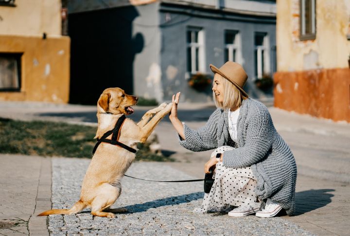 Builds A Stronger Human-Dog Bond
