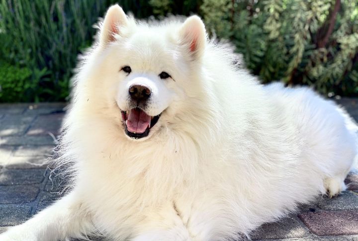 Samoyed