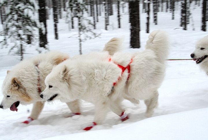 Samoyeds Can Pull Over Twice Their Weight