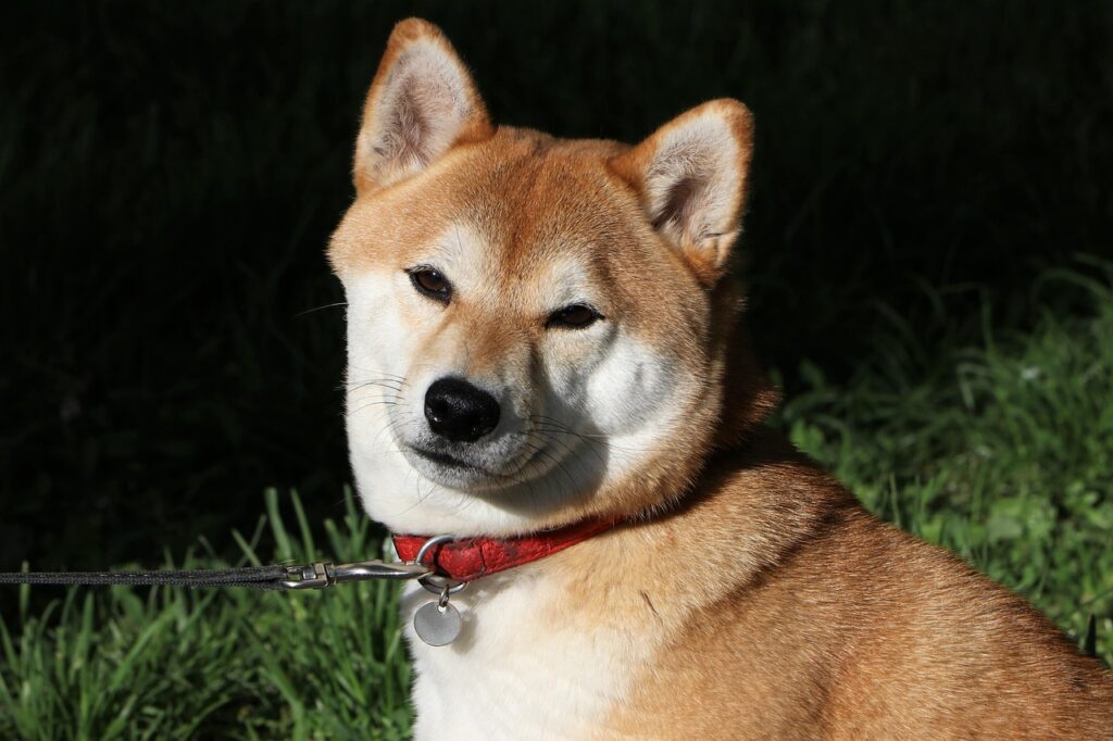 dog, shiba inu, pet, canine, animal, nature, outdoors, shiba inu, shiba inu, shiba inu, shiba inu, shiba inu