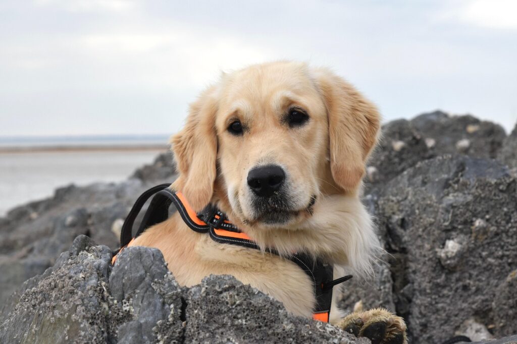 dog, golden retriever, beach, pet, nature, canine, animal, outside, golden retriever sirena