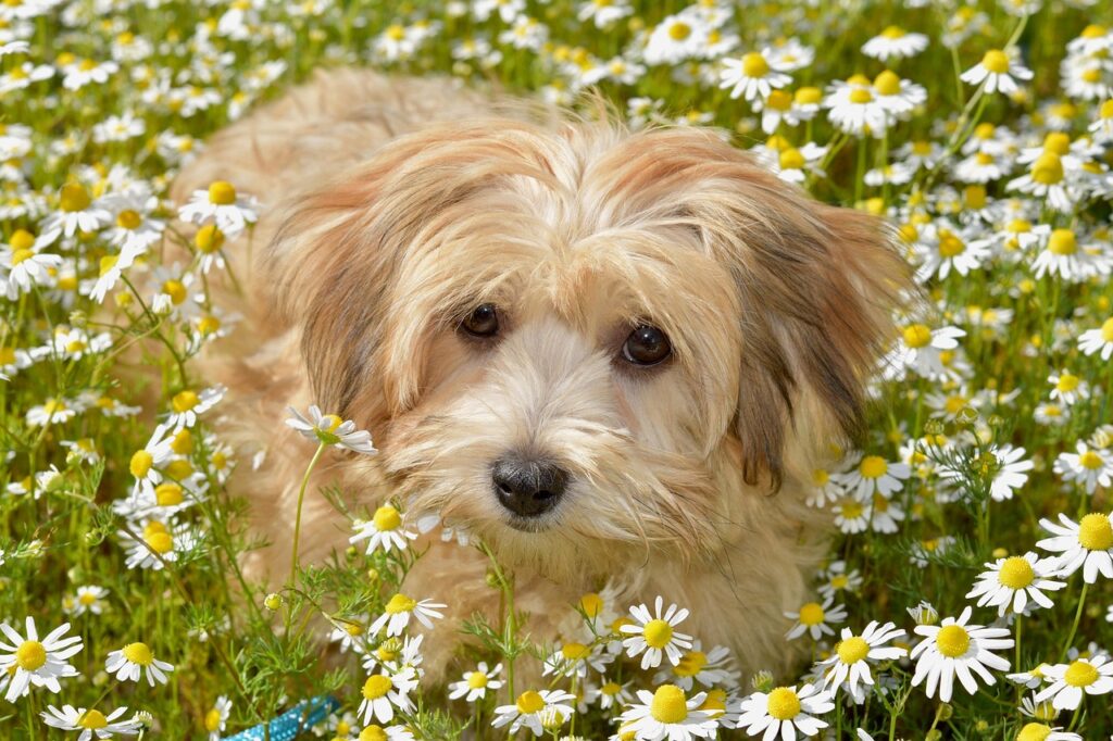 havanese, dog, pet, animal, canine, mammal, fawn, daisies, perennial flowers, nature, dog and flowers, bichon havanese scratina, havanese, havanese, havanese, havanese, havanese, dog
