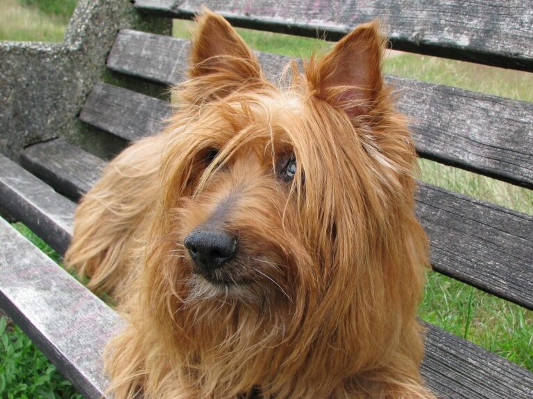 australian terrier, dog, terrier, canine, pet, animal, breed, nature, cute, beautiful, laying, bench, wooden bench, portrait, close-up, outdoors, nobody