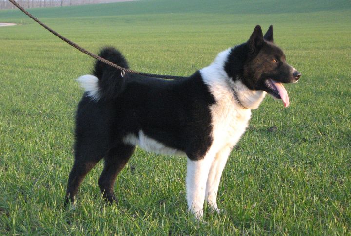 Karelian Bear Dog