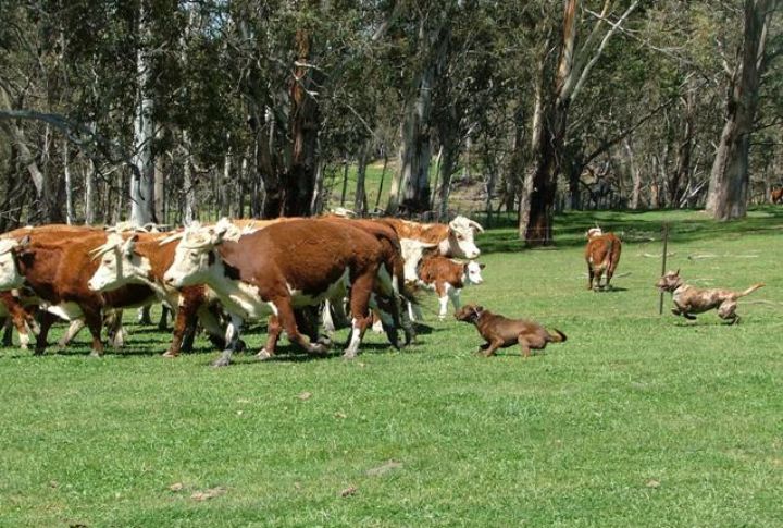 Cattle Droving Required Tireless Working Dogs