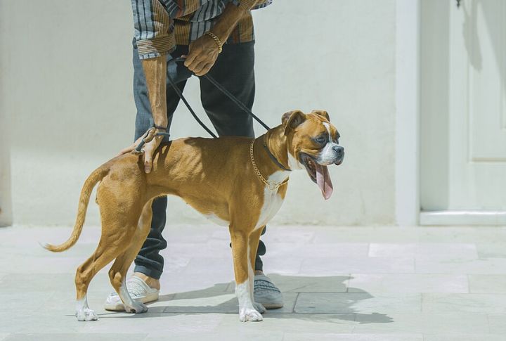 Boxer