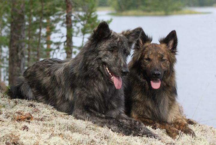 Dutch Shepherd