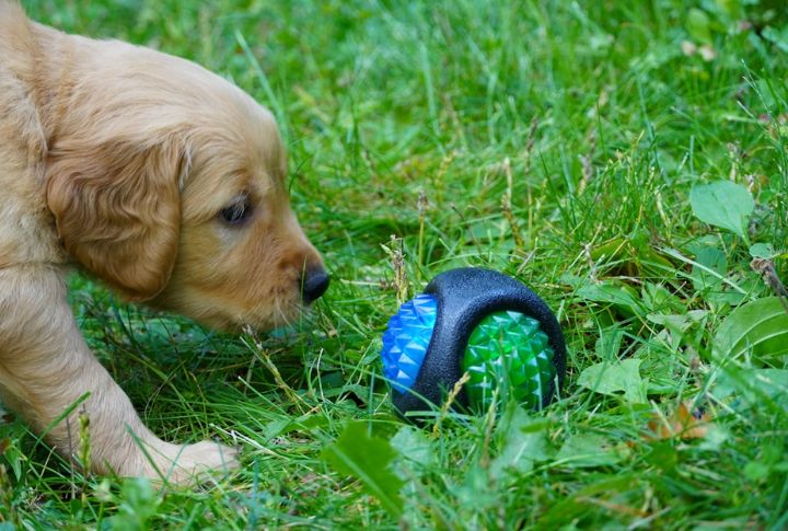 Scent Work Toys
