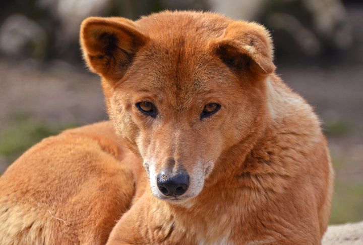 Inbreeding Risks Loom Large