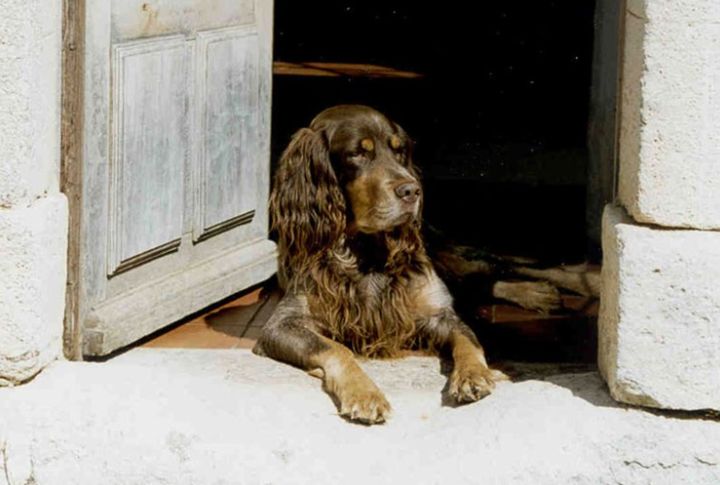 Voice Control Beats Barking Alarms
