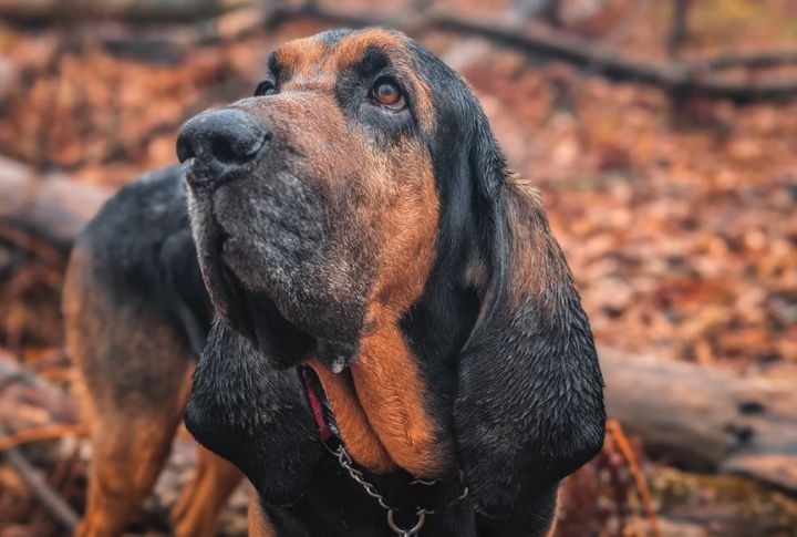 Bloodhound