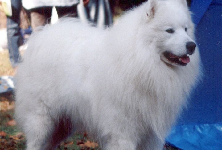 Their Bark Is Louder Than You Think