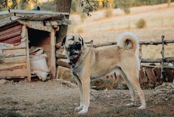 Big Dog With Long Life