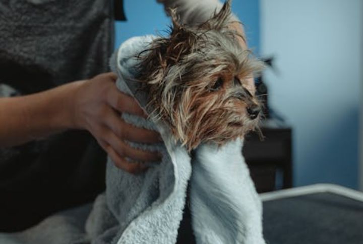 Dry Ears Properly After Baths Or Swims