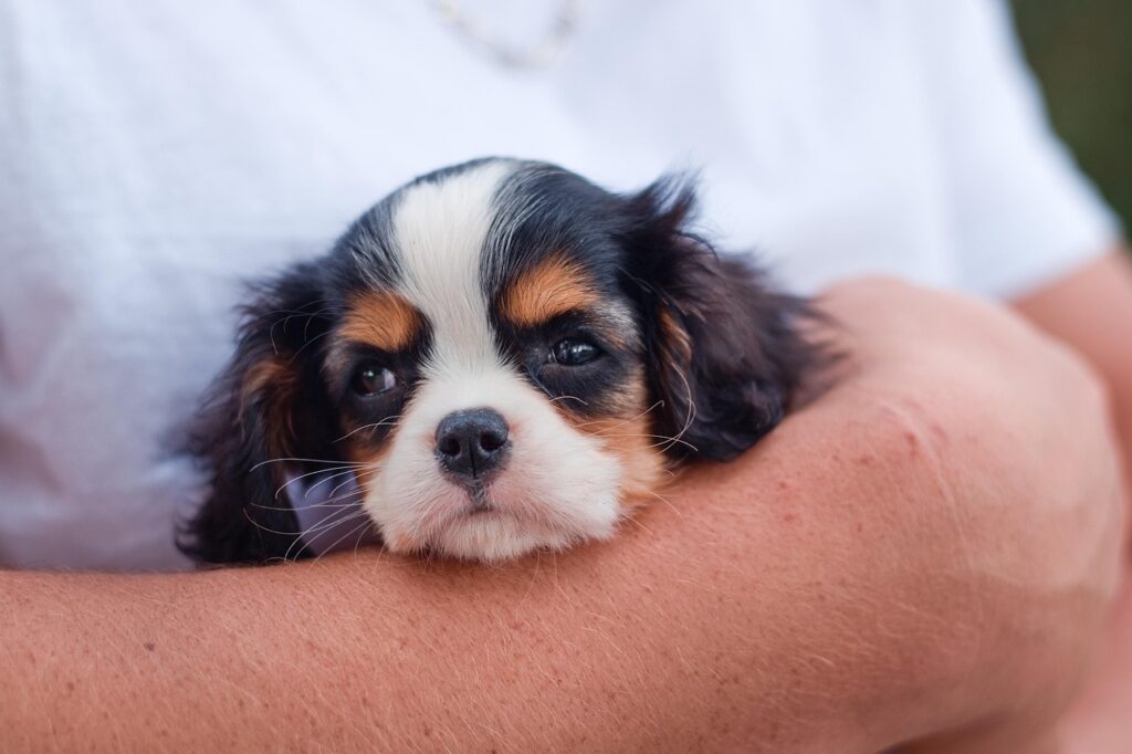 dog, puppy, nature, cavalier king charles spaniel, pet, animal, canine, cute