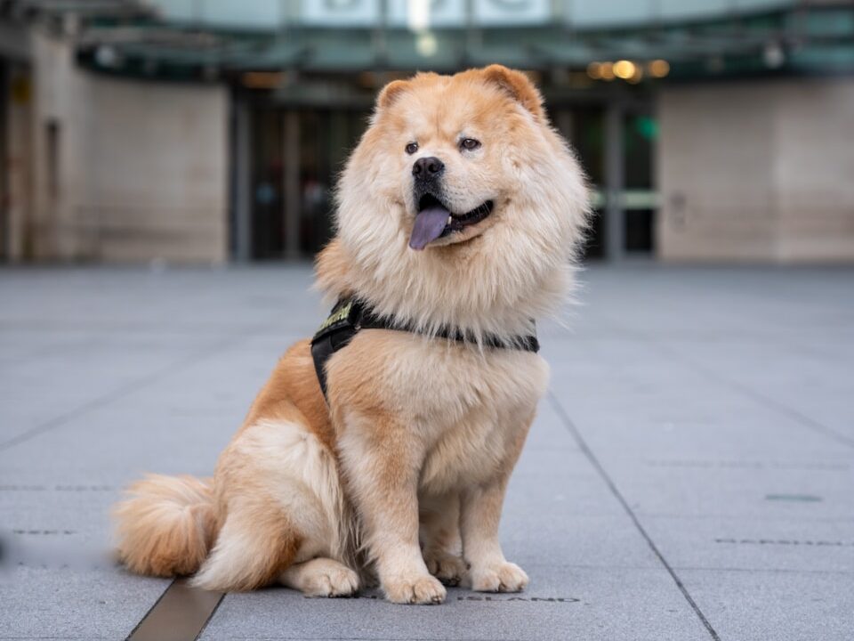 selective focus photography of sitting dog
