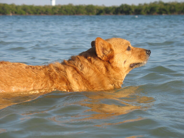 15 Unusual Dog Behaviors and What They Really Mean