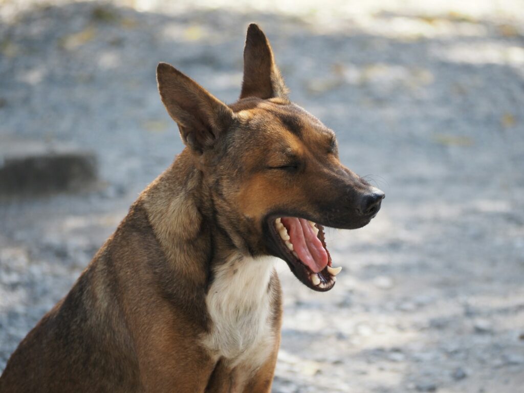 a brown and white dog with its mouth open