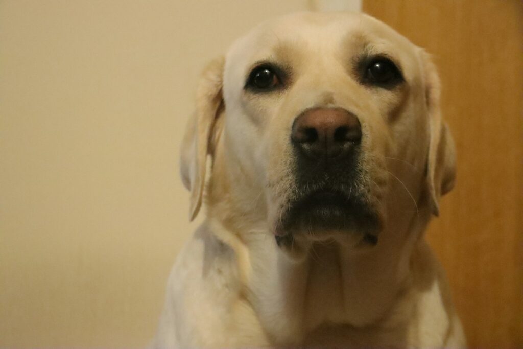 a close up of a dog looking at the camera