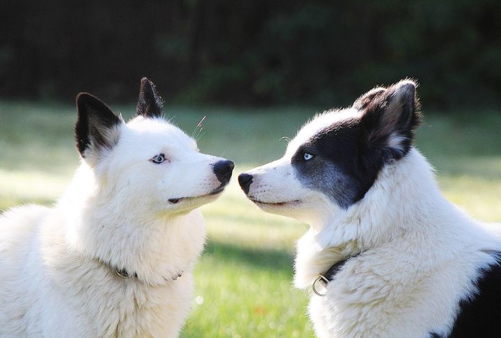Affectionate Protectors Of Children