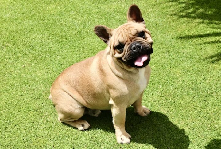 Bulldogs