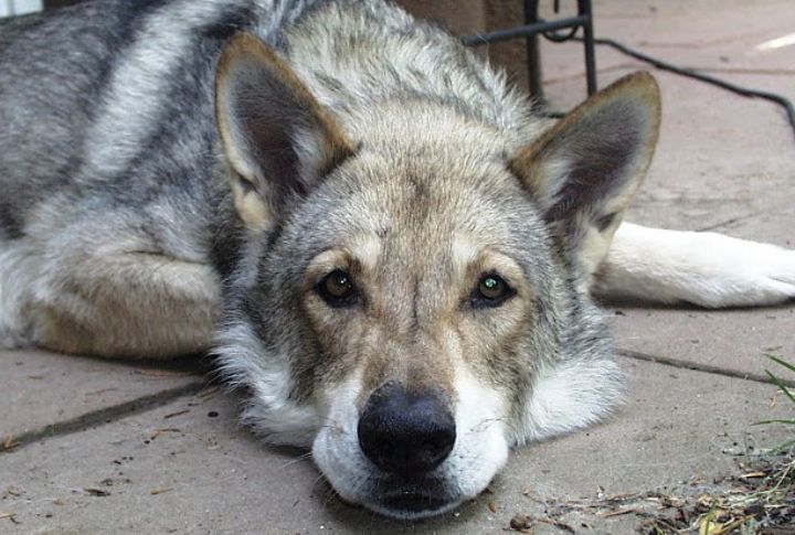 Low Barking But Always Alert