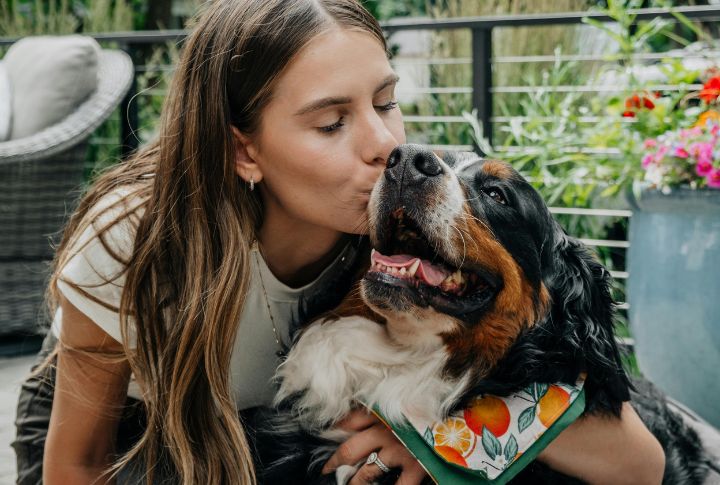 Bernese Mountain Dog