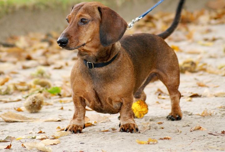 Dachshund